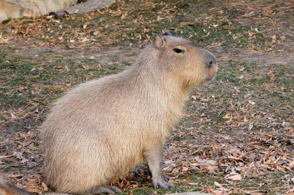 W trosce o kapibarę - Wielkość kapibary