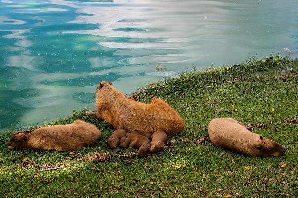 Opieka nad kapibarą - Różnice między samcami a samicami