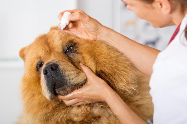 Zapalenie błony naczyniowej oka u psów - przyczyny i leczenie - Leczenie zapalenia błony naczyniowej oka u psów