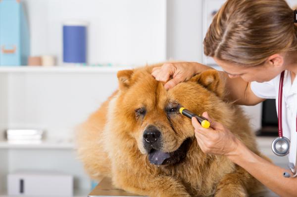 Zapalenie błony naczyniowej oka u psów - przyczyny i leczenie - objawy zapalenia błony naczyniowej oka u psów i diagnoza