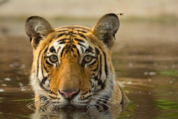 Zagrożony wyginięciem tygrys bengalski - Przyczyny i rozwiązania - Rozwiązania zapobiegające wyginięciu tygrysa bengalskiego