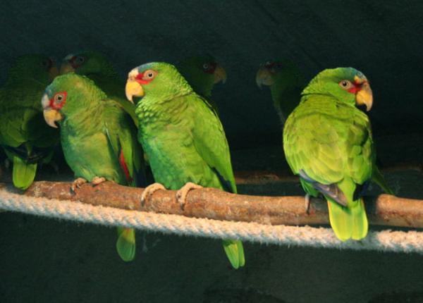 Różnice między papugą samca i samicy - Papuga białoczelna