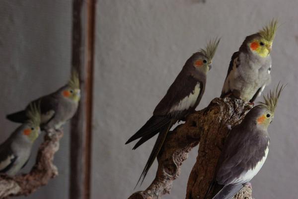 Różnice między papugą samca i samicy - Nimfy