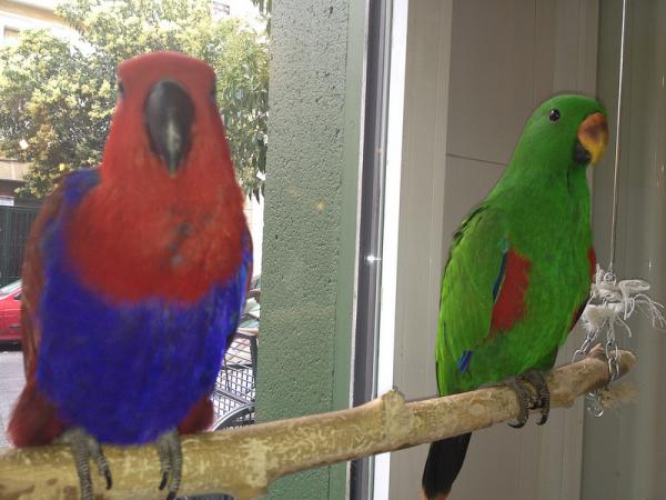 Różnice między papugą samca i samicy - Ecletus