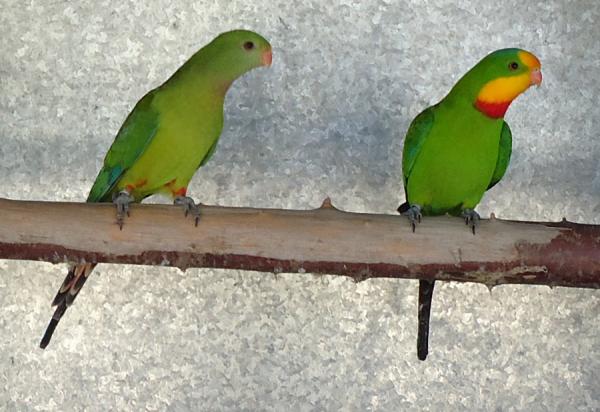 Różnice między papugami płci męskiej i żeńskiej - papugi australijskie