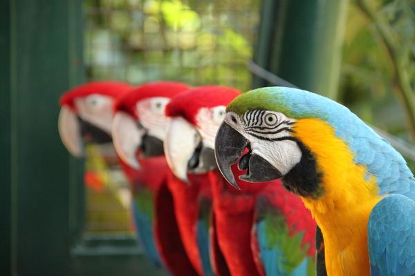 Różnice między papugami płci męskiej i żeńskiej - alternatywne metody różnicowania
