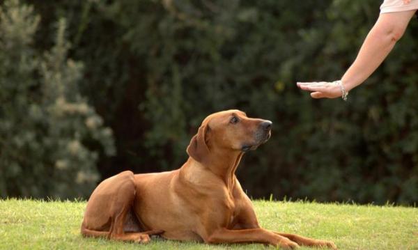 5 sztuczek treningowych dla psów, które każdy właściciel powinien znać - 2. Specyficzne sygnały fizyczne i werbalne