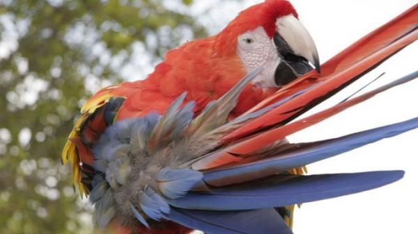Objawy choroby papugi - Zmiany w upierzeniu