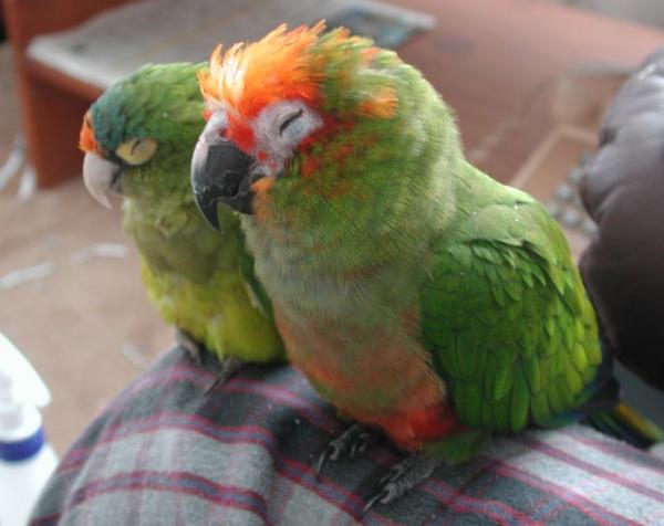Objawy choroby papugi — mowa ciała papugi