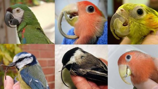 Objawy choroby papugi – przerost dzioba i/lub paznokci