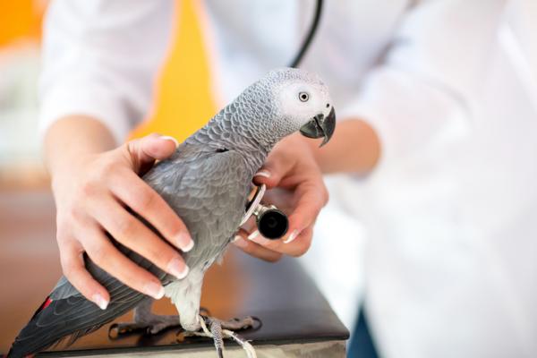 Objawy choroby papugi – co dać chorej papudze