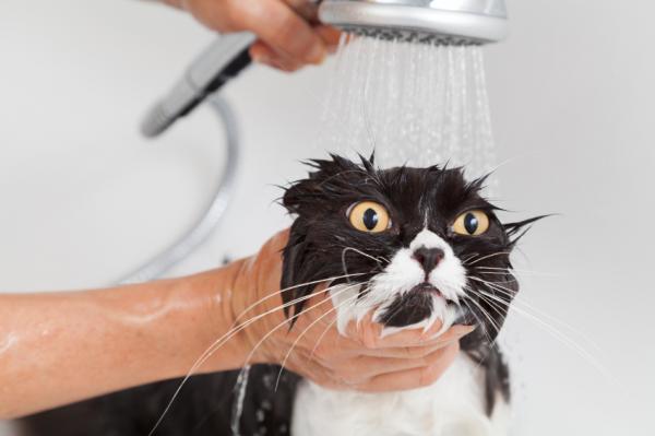 Jak po raz pierwszy kąpać dorosłego kota?  - Ogólne wskazówki dotyczące kąpieli dorosłego kota