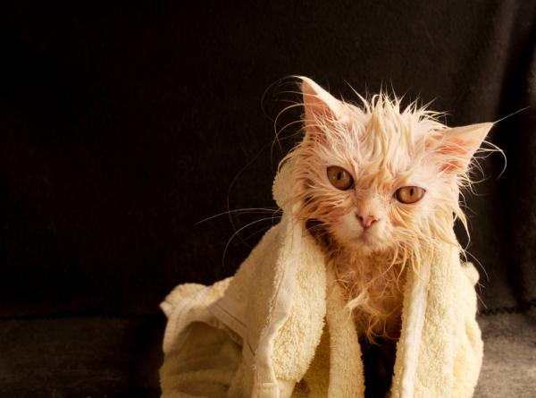 Jak po raz pierwszy kąpać dorosłego kota?  - Szybka kąpiel