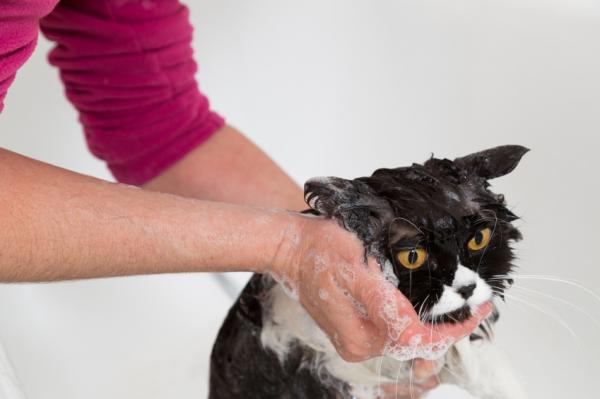 Jak po raz pierwszy kąpać dorosłego kota?  - W łazience