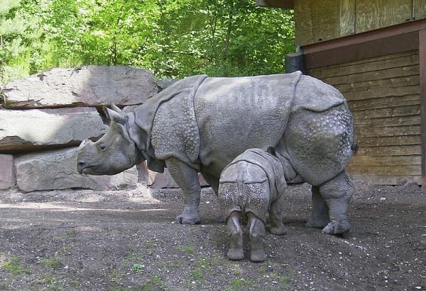 Czy nosorożecowi grozi wyginięcie?  - Dlaczego nosorożec jawajski jest zagrożony wyginięciem?