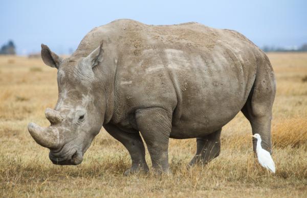 Czy nosorożecowi grozi wyginięcie?  - Czy nosorożec biały jest zagrożony wyginięciem?