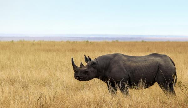 Czy nosorożecowi grozi wyginięcie?  - Rodzaje nosorożców