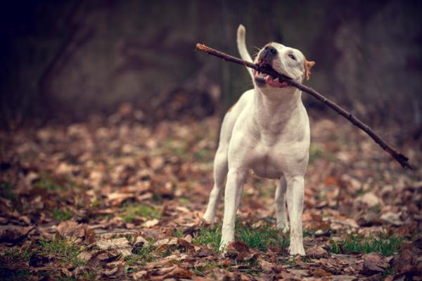 Trenuj American Staffordshire Terrier - spacery, soki i zabawa