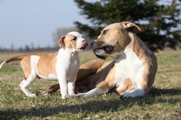 Szkolenie American Staffordshire Terrier - edukacja szczeniąt