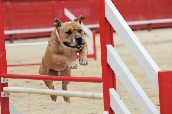 Szkolenie American Staffordshire Terrier - Zaawansowane zamówienia