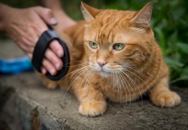 Kule włosowe u kotów - Objawy i leczenie w celu ich wyeliminowania - Zapobieganie kulom włosowym 