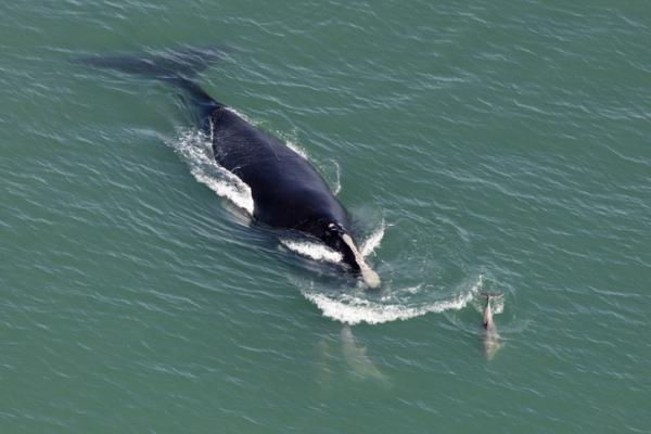 Zwierzęta zagrożone wyginięciem w Europie - wieloryb polodowcowy (Eubalaena glacialis)