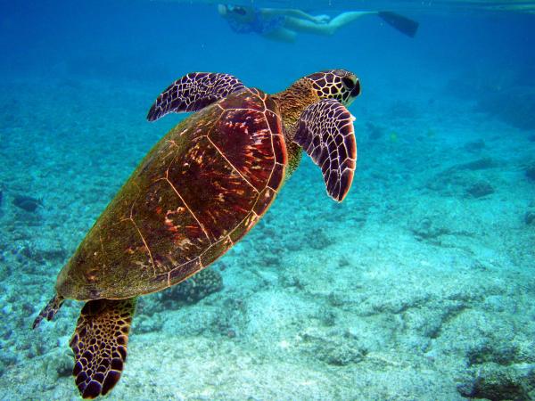 Zagrożone zwierzęta morskie — żółw szylkretowy