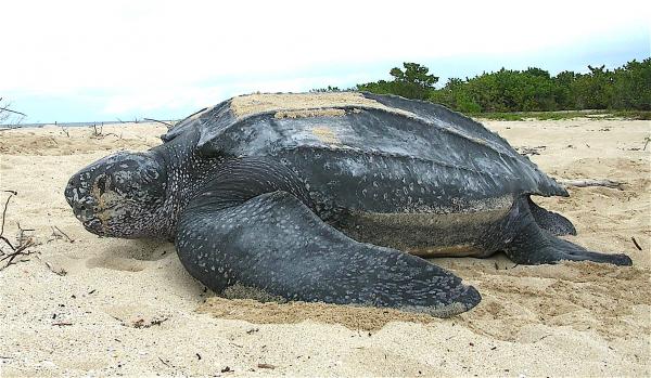 Zagrożone zwierzęta morskie – żółw skórzasty