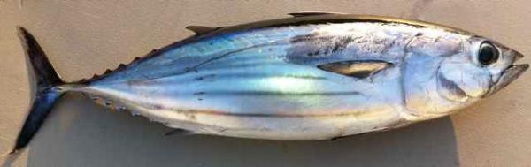 Zagrożone zwierzęta morskie - tuńczyk błękitnopłetwy