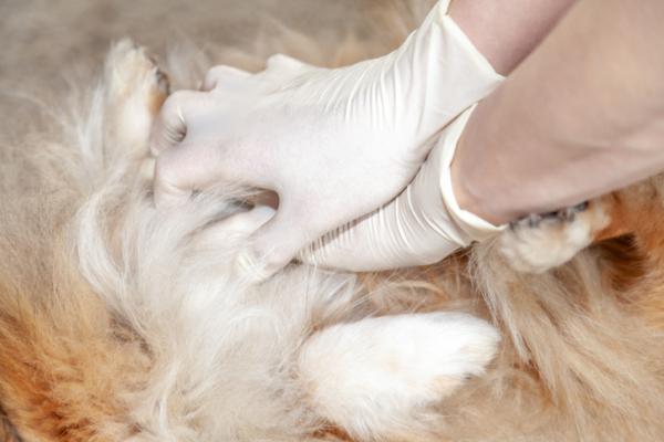 Resuscytacja krążeniowo-oddechowa psów (RKO) - Jak to zrobić - Co to jest RKO u psów?
