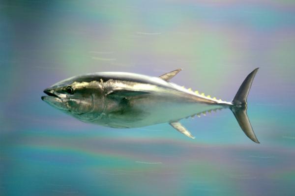 Zagrożone ryby - 13. Tuńczyk błękitnopłetwy