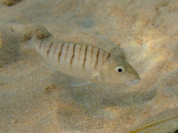 Ryby zagrożone wyginięciem - 10. Herrera del Cabo