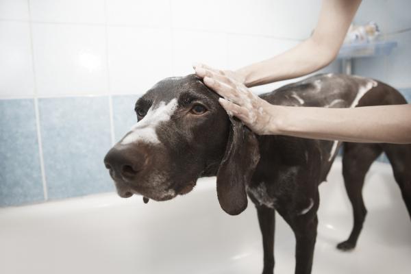 Jak często muszę kąpać psa?  - Mity dotyczące kąpieli psów