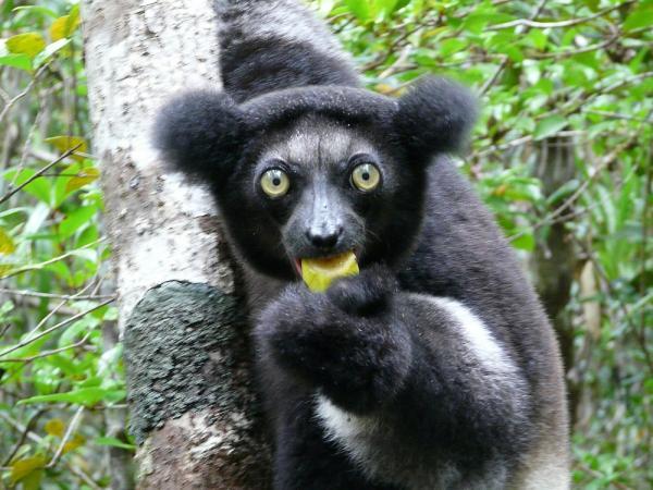 Zwierzęta zaczynające się na I - 7. Shorttail Indri (Indri indri)
