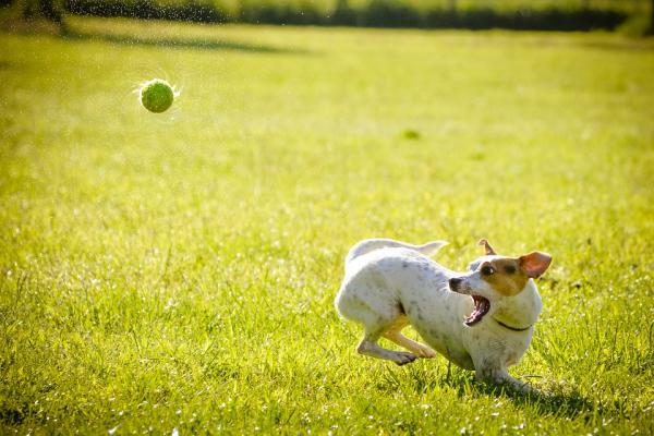 Pozytywne nawyki i rutyny dla psa - czas na zabawę