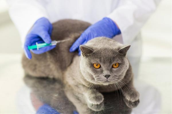 Wstrząs anafilaktyczny u kotów - objawy i leczenie - przyczyny wstrząsu anafilaktycznego u kotów