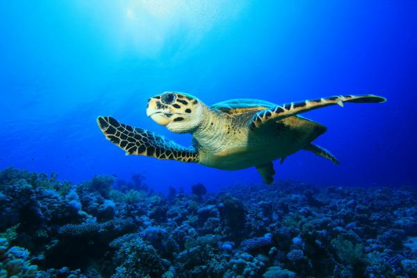 Zagrożone żółwie - Zagrożone żółwie morskie