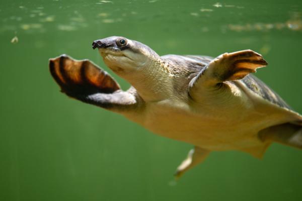 Zagrożone żółwie — zagrożone żółwie wodne