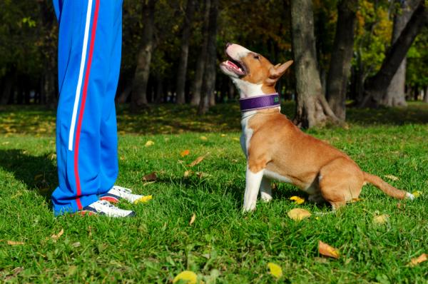 Inicjacja szkolenia psów - kryteria szkolenia psów