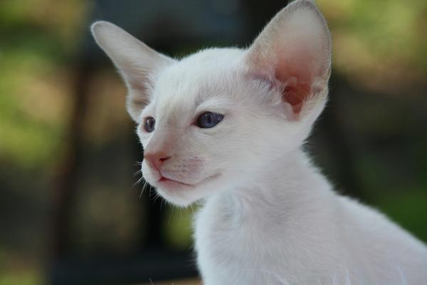 Opieka nad kotem albinosem - albinos czy biały kot?