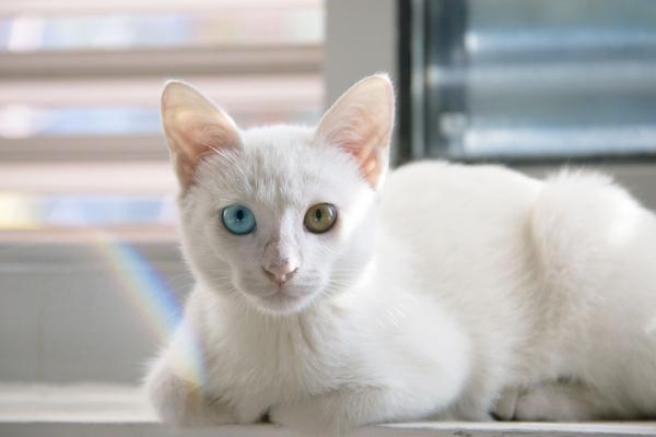 Opieka nad kotem albinosem – choroby związane z albinizmem