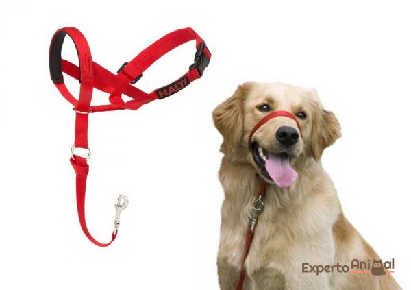 Jaki jest najlepszy kaganiec dla psów?  - Pętla, trening lub kaganiec przeciw wyciągnięciu (halti)