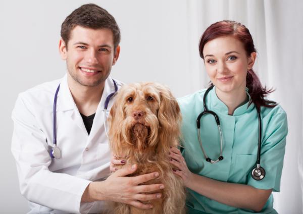 Wstrząs anafilaktyczny u psów - objawy i leczenie - wskazówki, jak uniknąć wstrząsu anafilaktycznego u psów