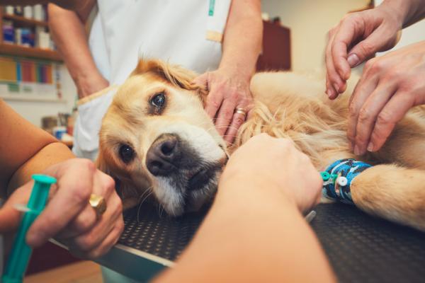 Wstrząs anafilaktyczny u psów - objawy i leczenie - Leczenie wstrząsu anafilaktycznego u psów