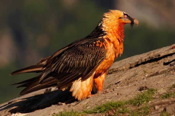 Ptaki zagrożone wyginięciem w Hiszpanii - Sęp brodaty