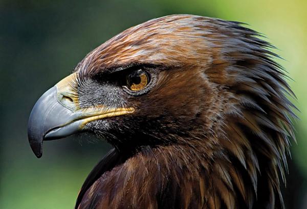 Ptaki zagrożone wyginięciem w Hiszpanii - Iberyjski Orzeł Cesarski 