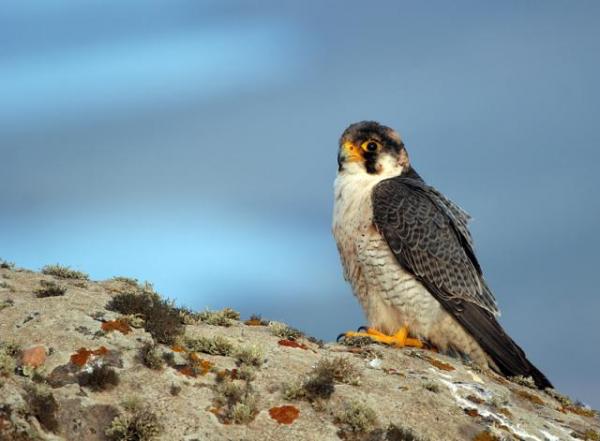 Ptaki zagrożone wyginięciem w Hiszpanii - Tagarot jastrząb
