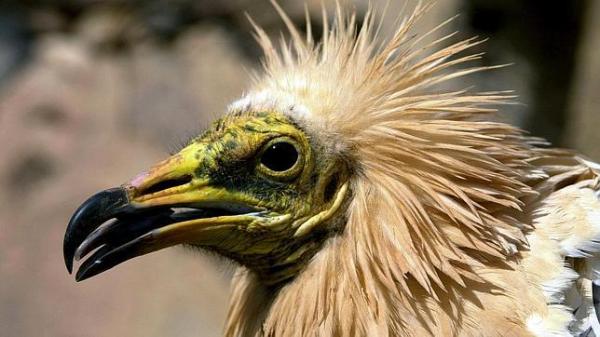 Ptaki zagrożone wyginięciem w Hiszpanii - kanaryjski sęp egipski