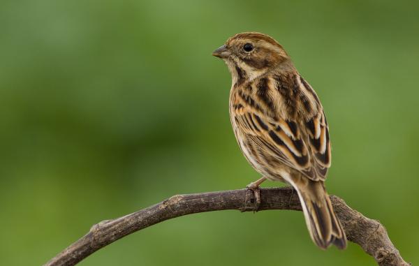 Ptaki zagrożone wyginięciem w Hiszpanii - Paluster Bunting 