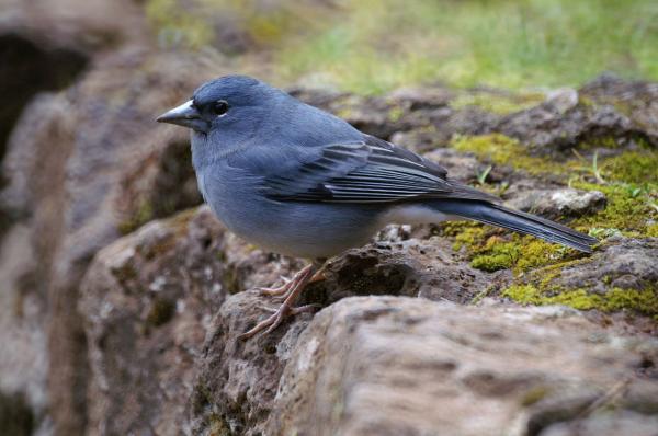 Zagrożone ptaki w Hiszpanii - Dziwonia modra Gran Canaria 